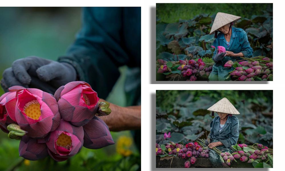 Hình ảnh người dân Hội An hái sen