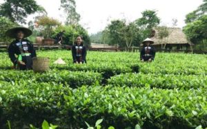 Đồi chè Đông Giang (Dong Giang tea hill)