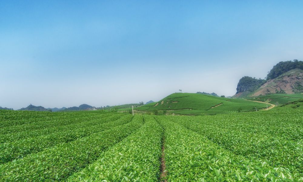 Đồi chè Đông Giang (Dong Giang tea hill)