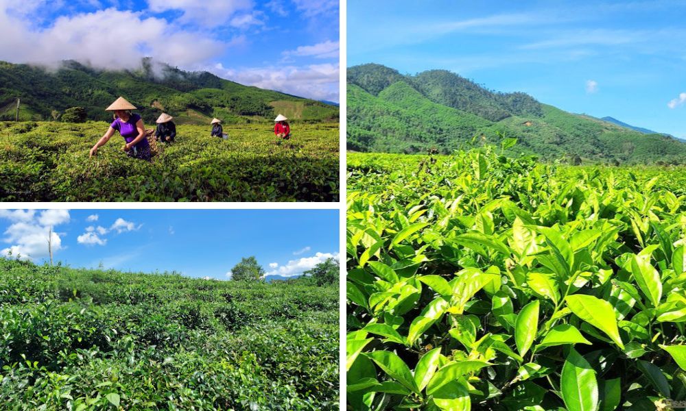 Đồi chè Đông Giang