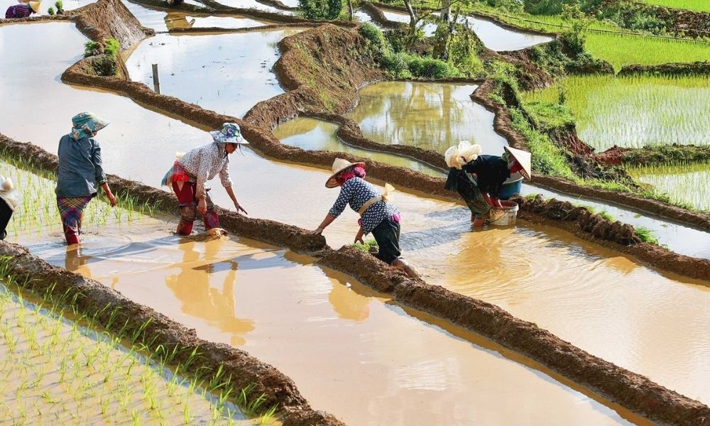 Trồng lúa ở Ruộng bậc thang Chuôr (Chuor terraced fields)