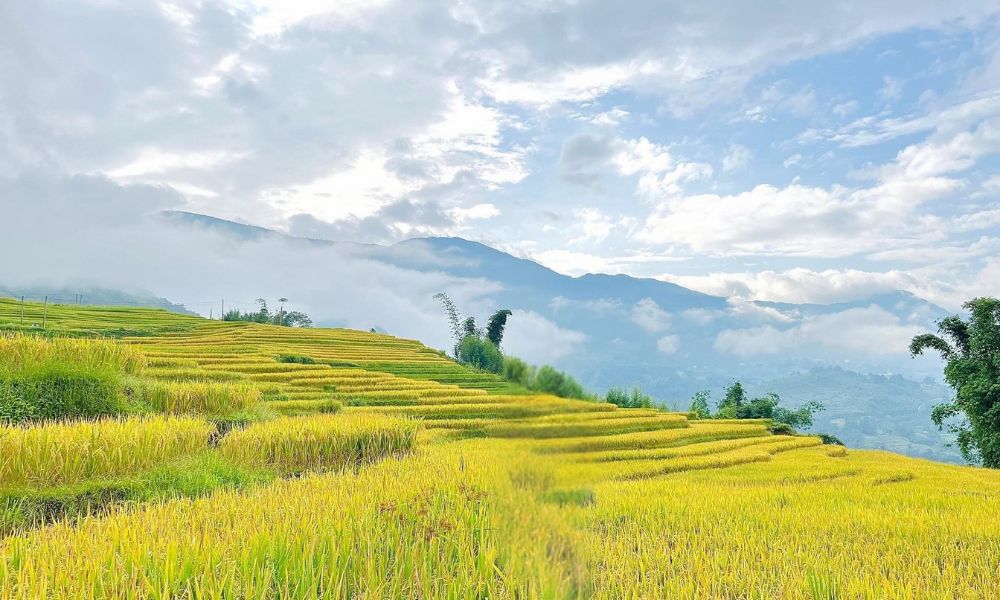 Mùa lúa chín (Ripe rice season)